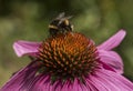 Flowers: A close up of a bee on a pink Coneflower, Echinacea. 1 Royalty Free Stock Photo