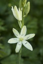 Flowers: Close up of Camassia Leichtlinii alba or great camas. 5 Royalty Free Stock Photo