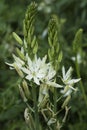 Flowers: Close up of Camassia Leichtlinii alba or great camas. 6 Royalty Free Stock Photo