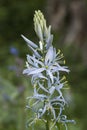 Flowers: Close up of Camassia Leichtlinii `Blue Heaven` or great camas. 1
