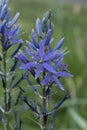 Flowers: Close up of Camassia Leichtlinii caerulea or great camas. 2 Royalty Free Stock Photo