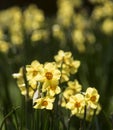 Flowers: Close up of a clump of bright, backlit yellow Daffodils. 34 Royalty Free Stock Photo