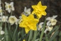 Flowers: Close up of a clump of bright yellow Daffodils. 39 Royalty Free Stock Photo