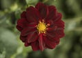 Flowers: Close up of a dark burgundy red Dahlia. 1 Royalty Free Stock Photo