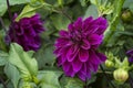 Flowers: Close up of a dark pink, magenta / purple Dahlia `Thomas A. Edison`. 2