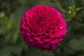 Flowers: Close up of a dark pink pompom Dahlia `Rocco`. 3 Royalty Free Stock Photo