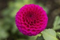 Flowers: Close up of a dark pink pompom Dahlia `Rocco`. 4 Royalty Free Stock Photo