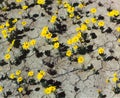 FLOWERS- Close Up of Death Valley Rare Wildflower Bloom Royalty Free Stock Photo