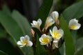 Flowers close-up image Macro image is used as a background image. Royalty Free Stock Photo