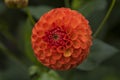 Flowers: Close up of an intense orange Dahlia `New Baby`. 1 Royalty Free Stock Photo