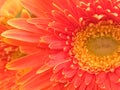 Closeup view of an orange Gerbera flower Royalty Free Stock Photo