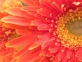 Closeup view of an orange Gerbera flower Royalty Free Stock Photo