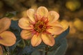 Flowers: Close up of an orange and pink Dahlia. 5 Royalty Free Stock Photo