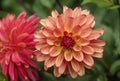 Flowers: Close up of a pale orange streaked with red, Dahlia `Crazy Legs`.  1 Royalty Free Stock Photo