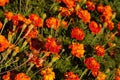 Flowers close-up