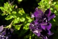 Flowers close-up