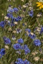 Flowers: Close up of a patch of blue Cornflowers, Centaurea cyanus, in a wildflower meadow. 4
