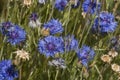 Flowers: Close up of a patch of blue Cornflowers, Centaurea cyanus, in a wildflower meadow. 5