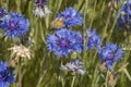 Flowers: Close up of a patch of blue Cornflowers, Centaurea cyanus, in a wildflower meadow. 6