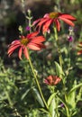 Flowers: A close up of red Coneflower, Echinacea. 1 Royalty Free Stock Photo
