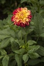 Flowers: Close up of a vibrant yellow streaked with red, Dahlia.  4 Royalty Free Stock Photo