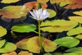 FLOWERS- Close Up of a Water Lily Bloom Among Colorful Pads Royalty Free Stock Photo