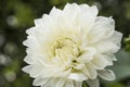 Flowers: Close up of a white Dahlia `White Perfection`. 1 Royalty Free Stock Photo