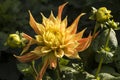 Flowers: Close up of a yellow Dahlia streaked with red. 3 Royalty Free Stock Photo