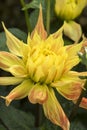 Flowers: Close up of a yellow Dahlia streaked with red. 6 Royalty Free Stock Photo