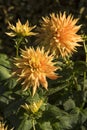 Flowers: Close up of a yellow Dahlia streaked with red. 4 Royalty Free Stock Photo