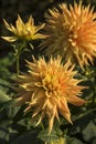 Flowers: Close up of a yellow Dahlia streaked with red. 5 Royalty Free Stock Photo