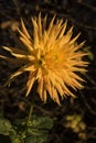 Flowers: Close up of a yellow Dahlia streaked with red. 7 Royalty Free Stock Photo