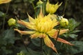 Flowers: Close up of a yellow Dahlia streaked with red. 5 Royalty Free Stock Photo