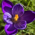 Flowers: Closeup of a bright variegated purple and white crocuses in Spring. 7