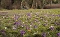 Flowers: Closeup of a bright variegated purple and white crocuses in Spring. 42 Royalty Free Stock Photo