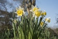 Flowers: Closeup of a clump of bright white and yellow daffodils. 22 Royalty Free Stock Photo