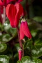 Flowers. Closeup of a Cyclamen persicum, Persian violet, red flower and petals blossoming in the garden Royalty Free Stock Photo