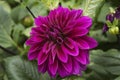 Flowers: Close up of a dark pink, magenta / purple Dahlia `Thomas A. Edison`. 1 Royalty Free Stock Photo