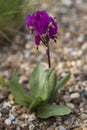Flowers: Closeup of dark purple Dodecatheon Maedia, American Cowslip, prairie cyclamen. 3