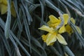 Flowers: Closeup of a frosted / frozen bright yellow Daffodil. 1 Royalty Free Stock Photo