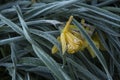 Flowers: Closeup of a frosted / frozen bright yellow Daffodil. 3 Royalty Free Stock Photo