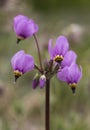 Flowers: Closeup of dark pink / purple Dodecatheon Maedia, American Cowslip, prairie cyclamen. 4