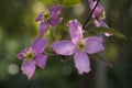 Flowers: Closeup of a pale pink Clematis growing in an English country garden. 1 Royalty Free Stock Photo