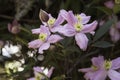 Flowers: Closeup of a pale pink Clematis growing in an English country garden. 3 Royalty Free Stock Photo