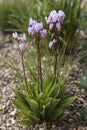 Flowers: Closeup of pale pink Dodecatheon Maedia, American Cowslip, prairie cyclamen. 1