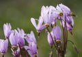 Flowers: Closeup of pale pink Dodecatheon Maedia, American Cowslip, prairie cyclamen. 2