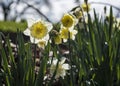 Flowers: Close up of a pale yellow Daffodils. 65