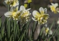 Flowers: Close up of a pale yellow Daffodils. 67