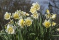 Flowers: Close up of a pale yellow Daffodils. 69