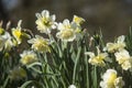 Flowers: Close up of a pale yellow Daffodils. 70